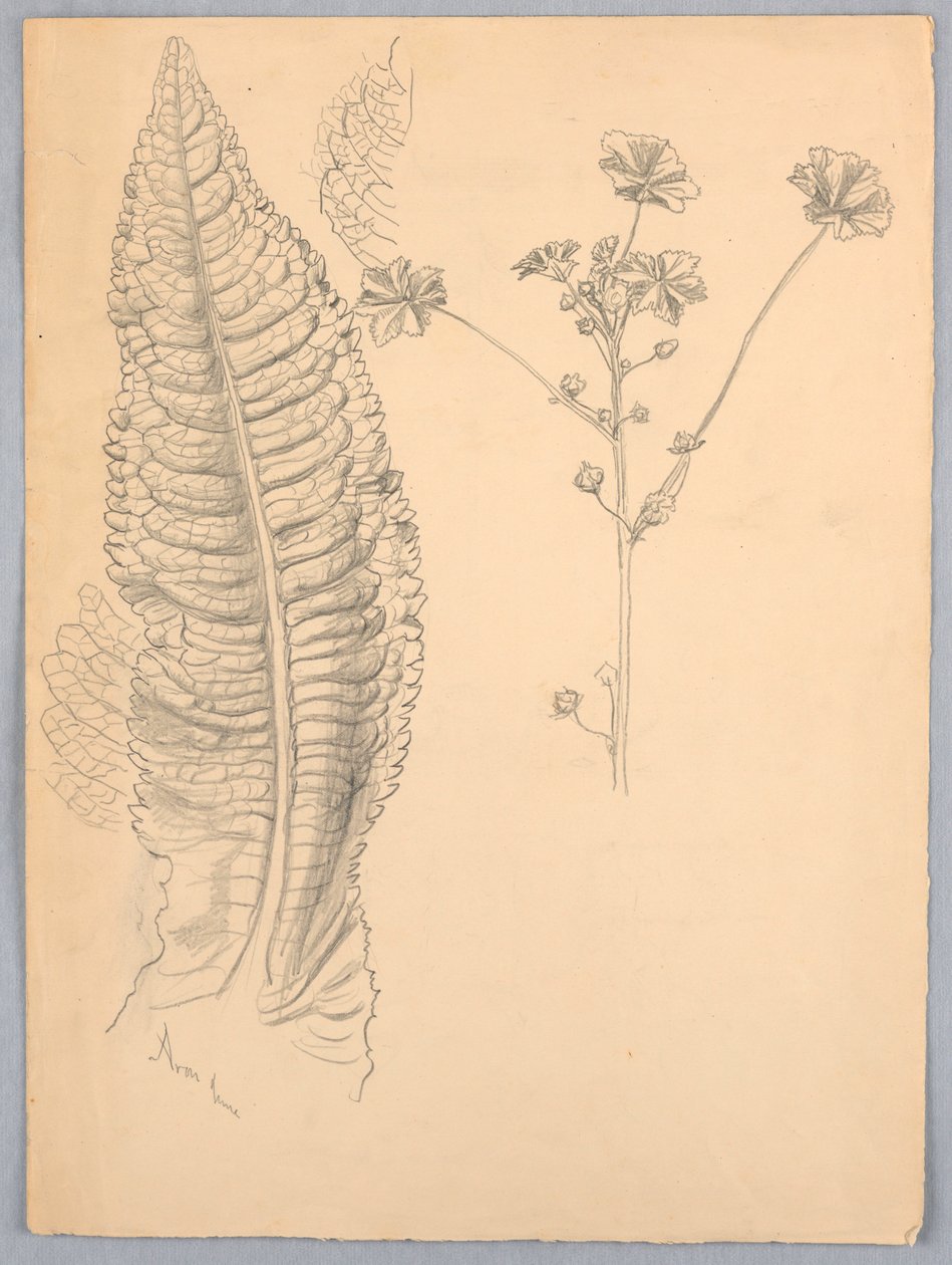 Bladstudier af Samuel Colman