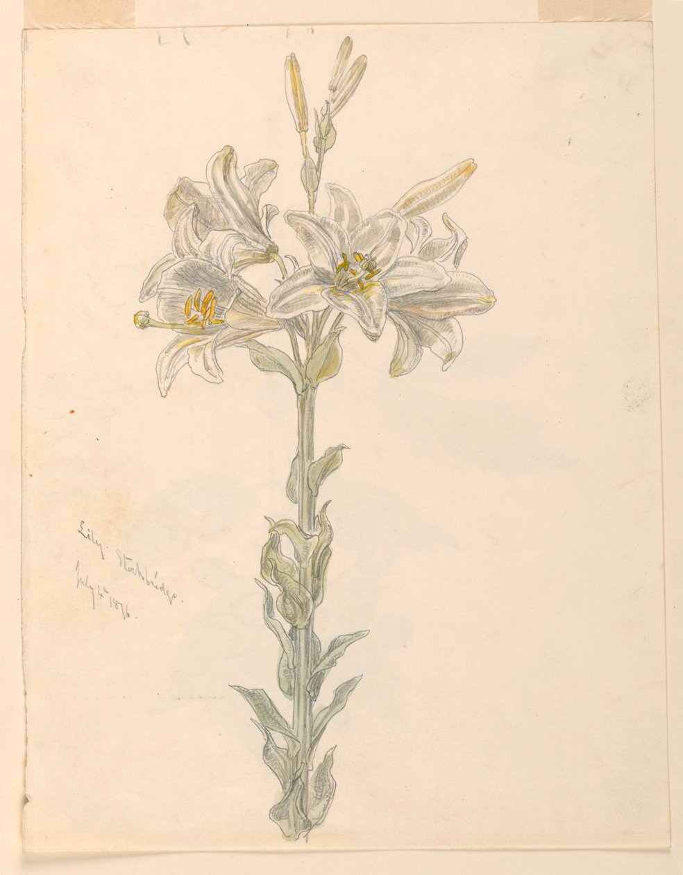 Lily, Stockbridge af Samuel Colman
