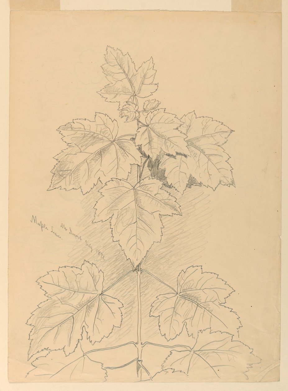 Maple Leaves, Mt. Desert af Samuel Colman