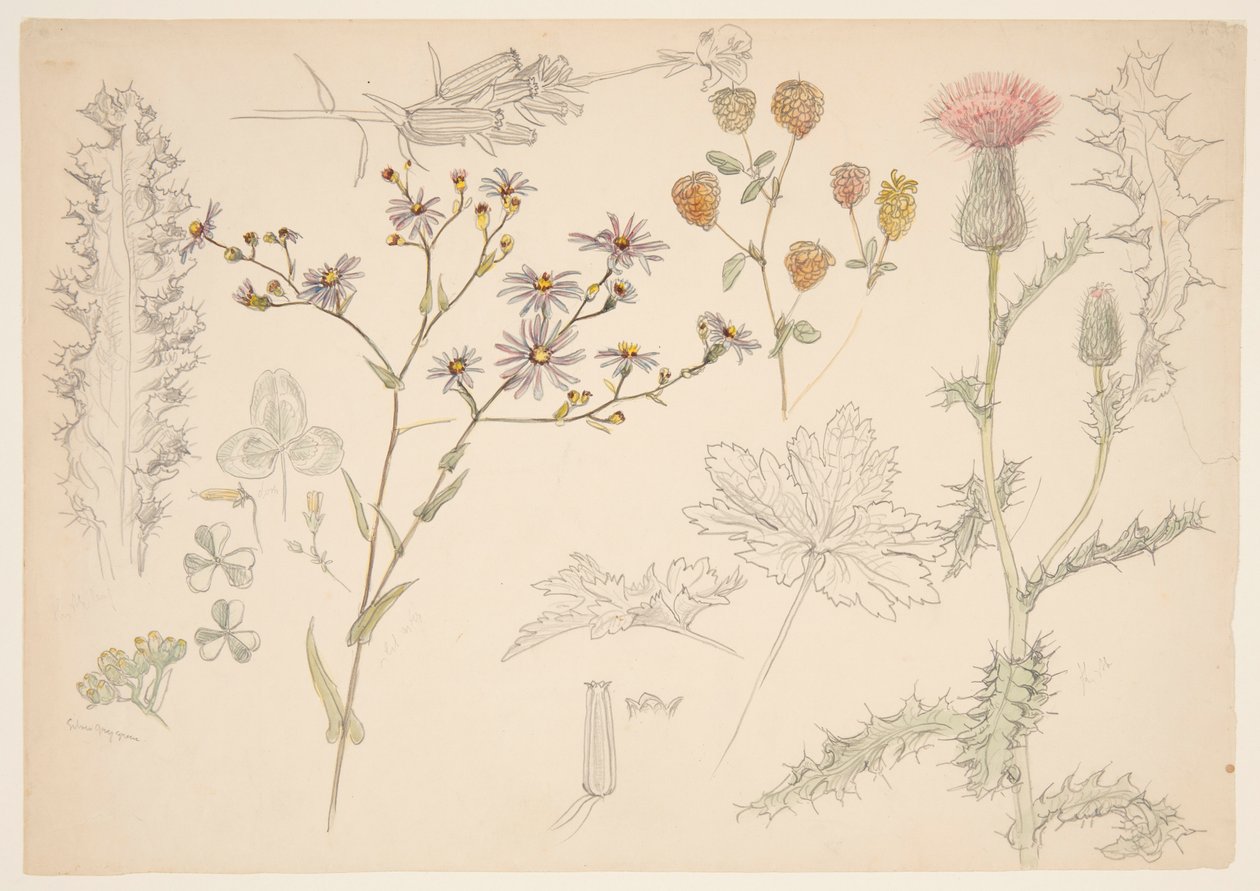 Studier af Engblomster af Samuel Colman