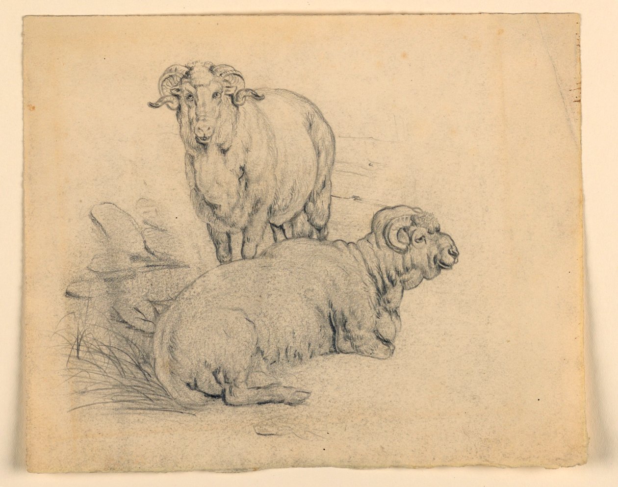 Studie af to væddere af Samuel Colman