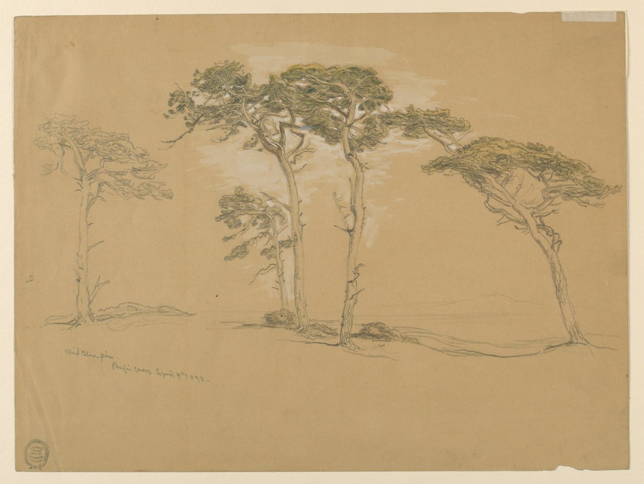 Vindblæste Pines, Pacific Grove. Bagside: Pacific Coast-vejen til Point Sur. af Samuel Colman