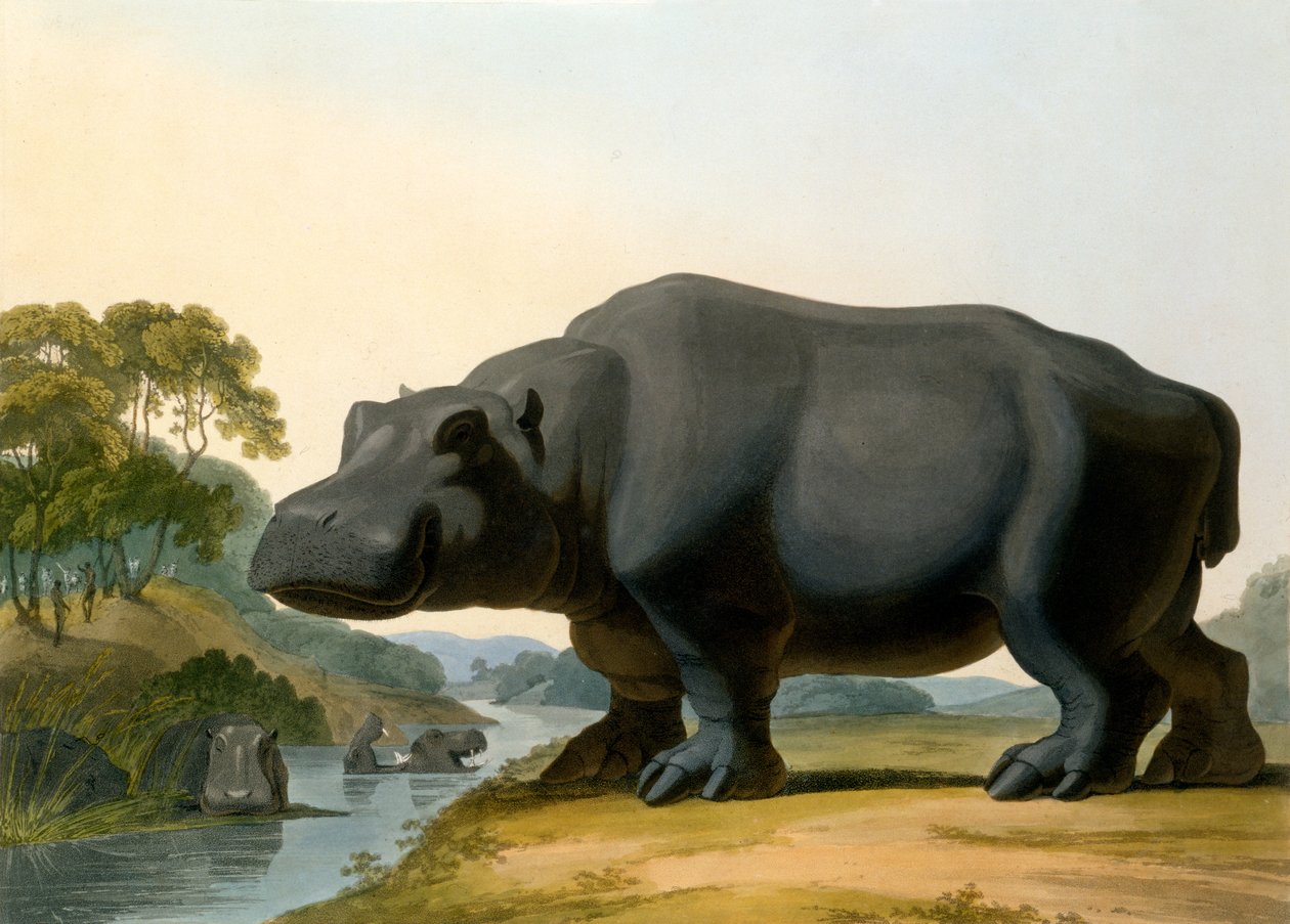 Hippopotamus, 1804 af Samuel Daniell