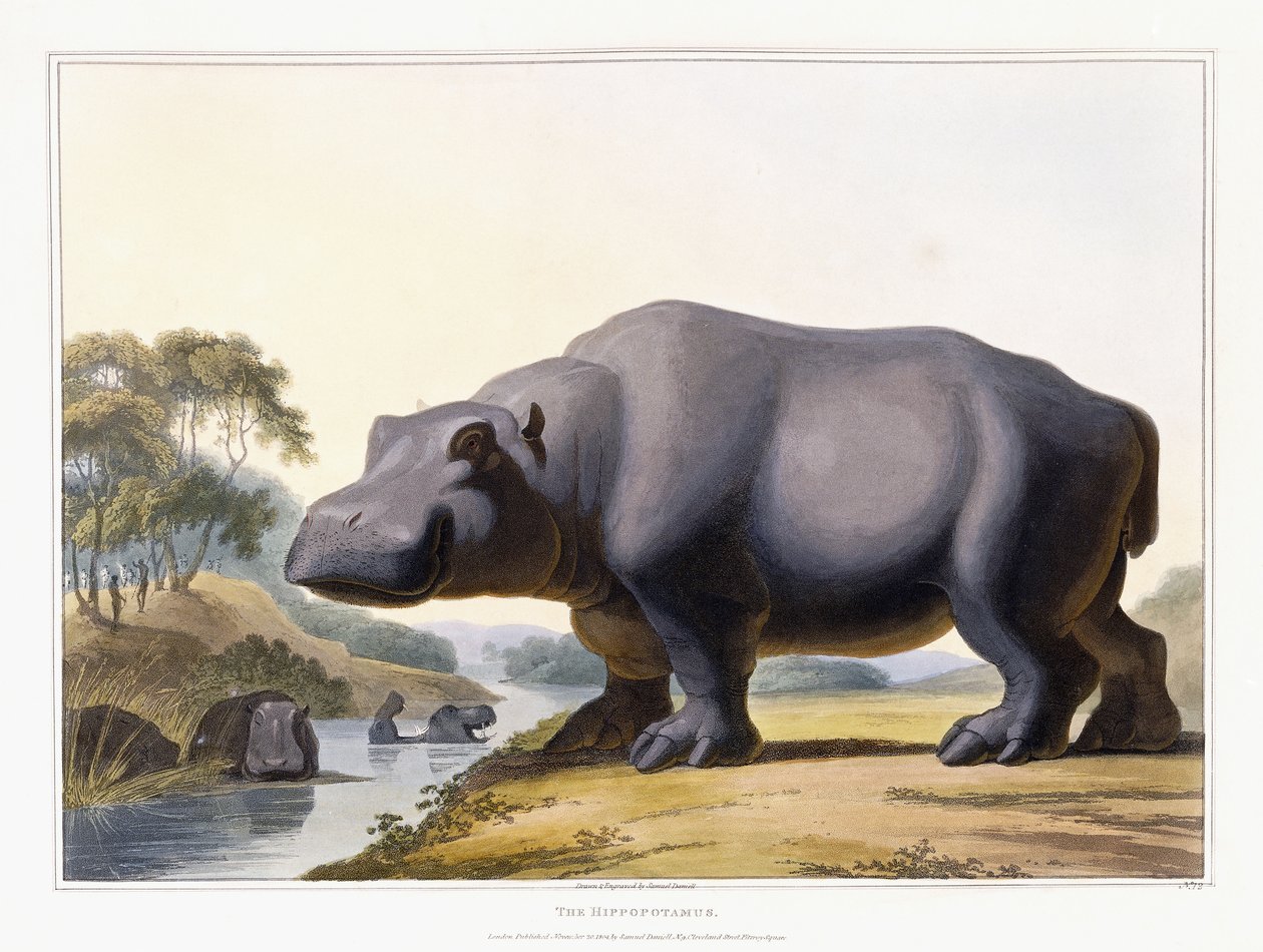 Hippopotamus, 1804 af Samuel Daniell