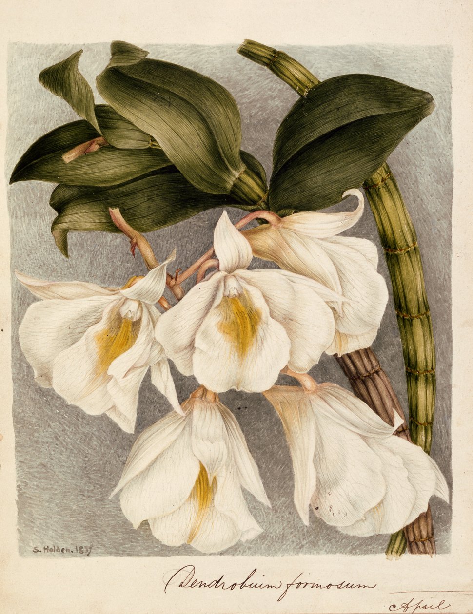 Dendrobium Formosum, ca. 1839 (akvarel) af Samuel Holden