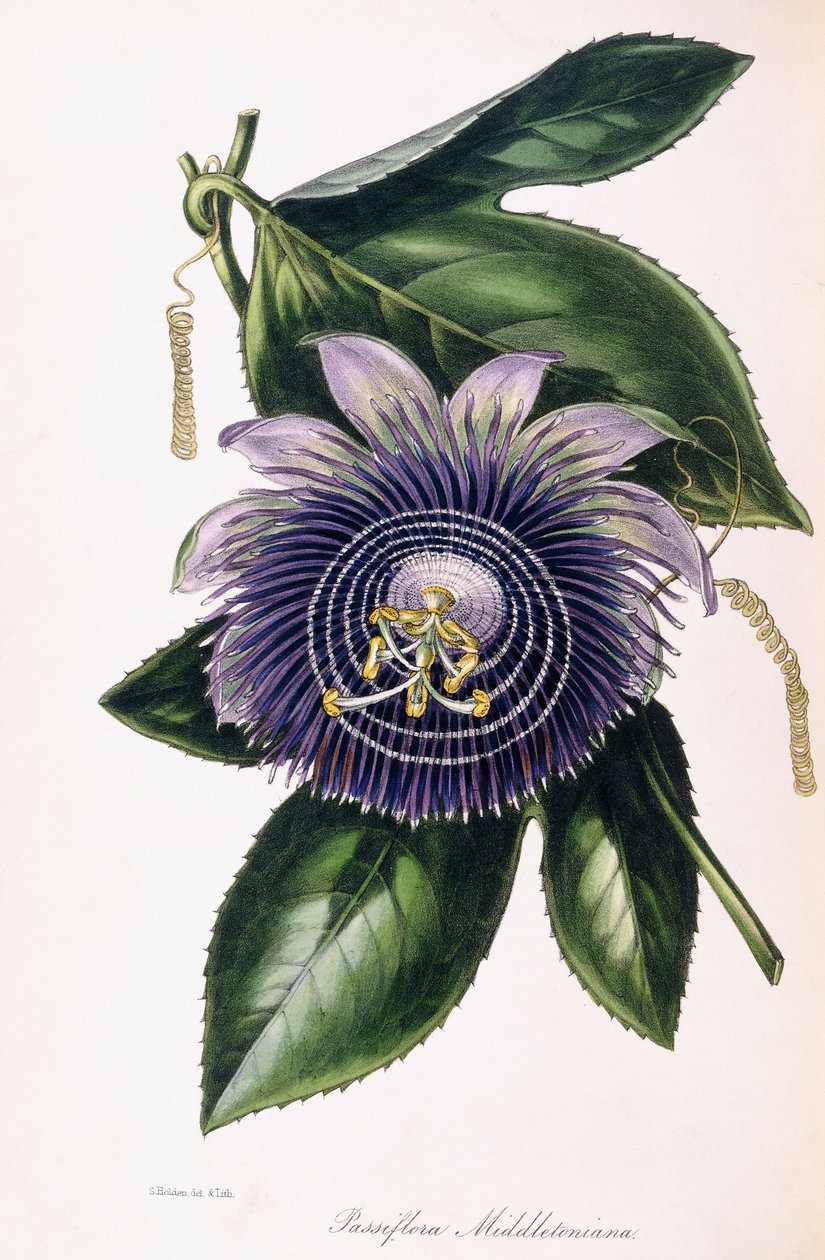 Passiflora Middletoniana, ca. 1834-1849 af Samuel Holden