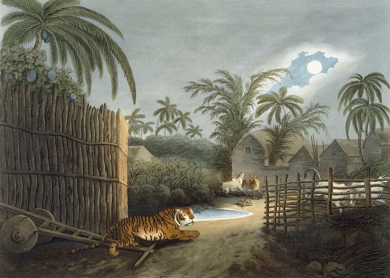 En tiger, der strejfer gennem en landsby (kvæg i rædsel), fra 