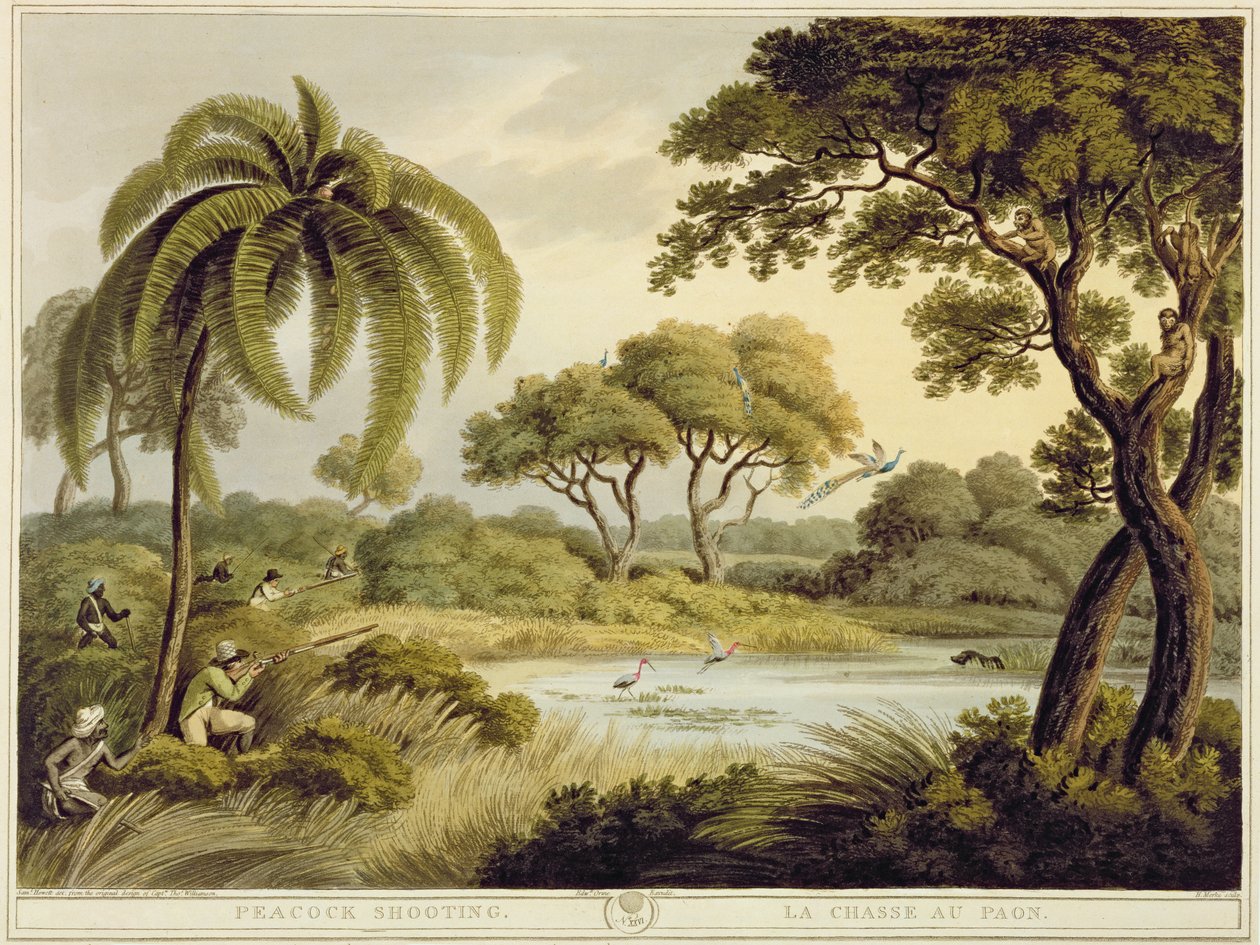Peacock Shooting, fra Oriental Field Sports, pub. af Edward Orme, 1807 (tryk) af Samuel Howett