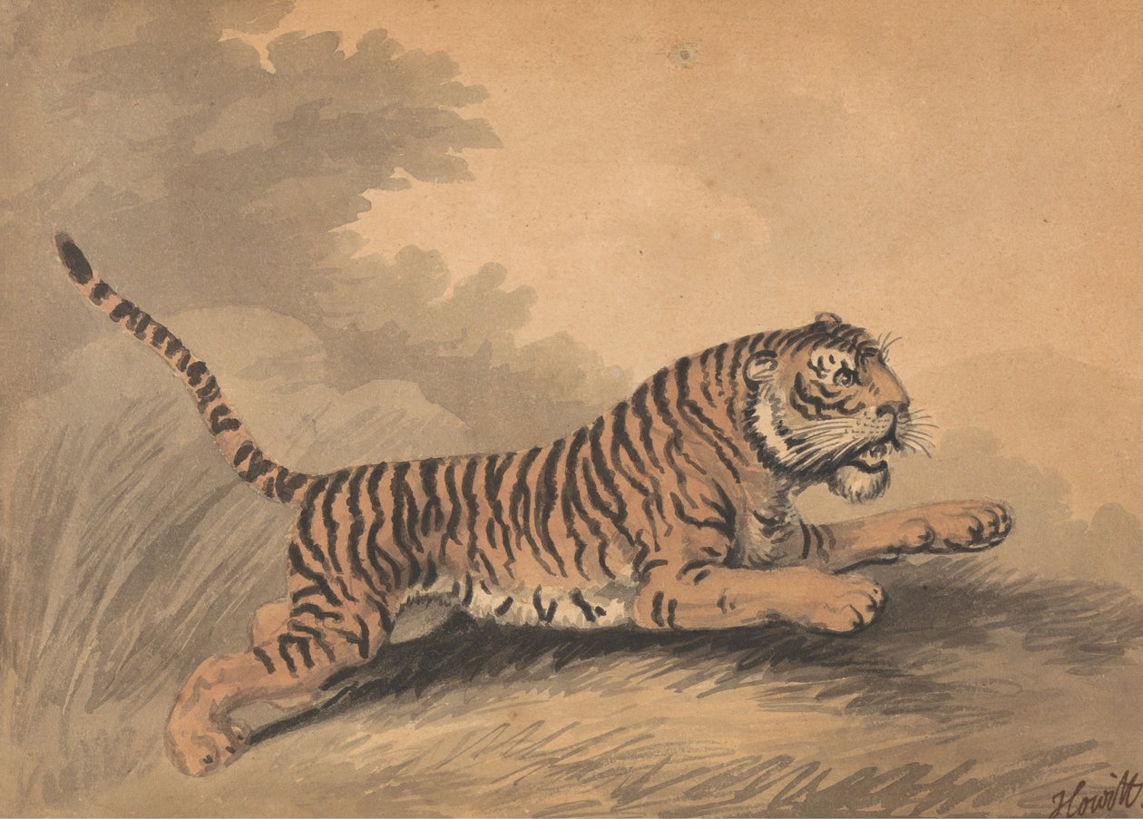 Eine Tigerin springt nach rechts af Samuel Howitt