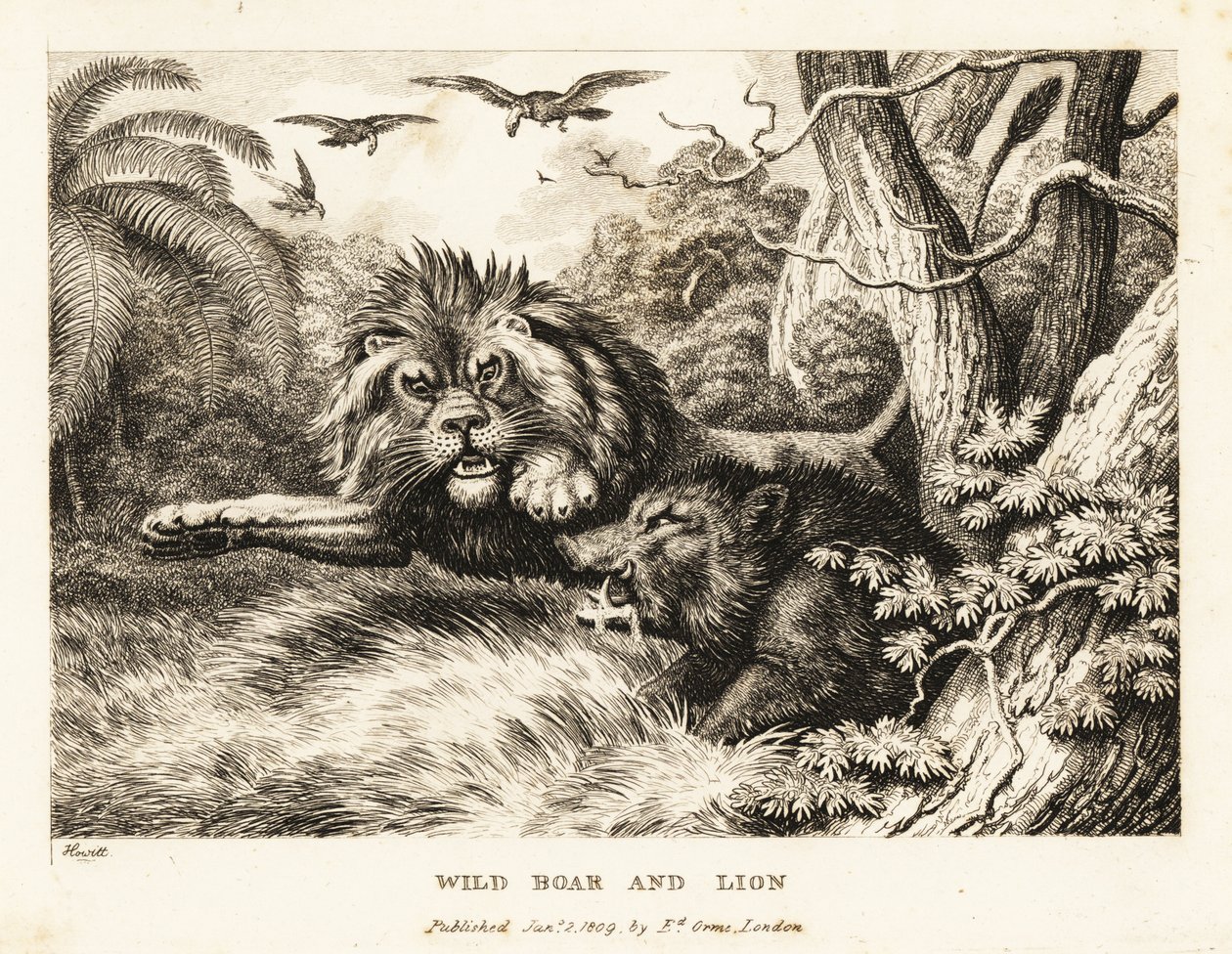 En løve og vildsvin kæmper, mens gribbe kredser over. 1811 (ætsning) af Samuel Howitt