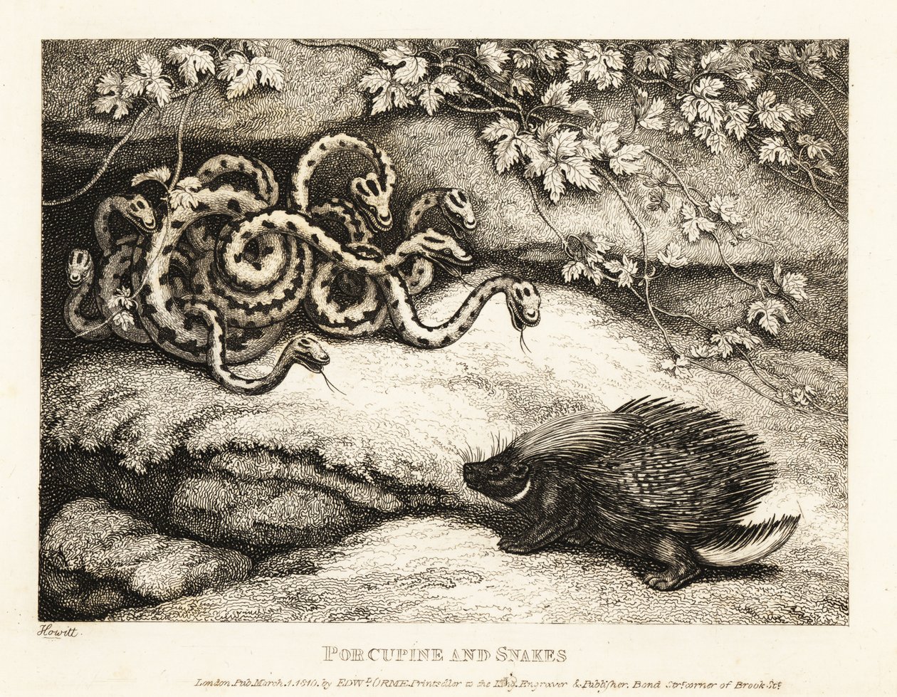 En Porcupines skarpe quills kører ud af et rede af slanger fra en Cav 1811 (ætsning) af Samuel Howitt