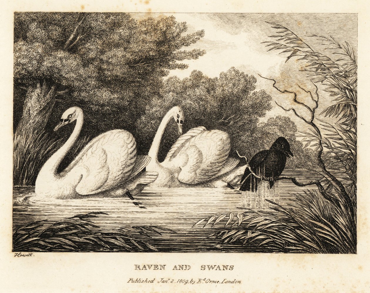 En ravn forsøger at vaske sig for at være mere som de hvide svaner. 1811 (ætsning) af Samuel Howitt