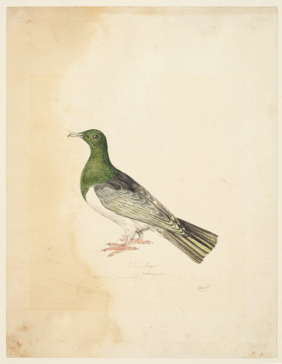 Bird - Columba, ca. 1765-22 (grafit, pen & gråt blæk & akvarel på vævet papir) af Samuel Howitt