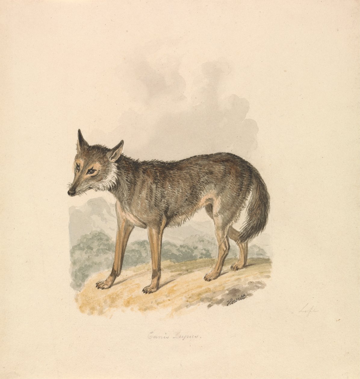 Canis Lupus eller grå ulv af Samuel Howitt