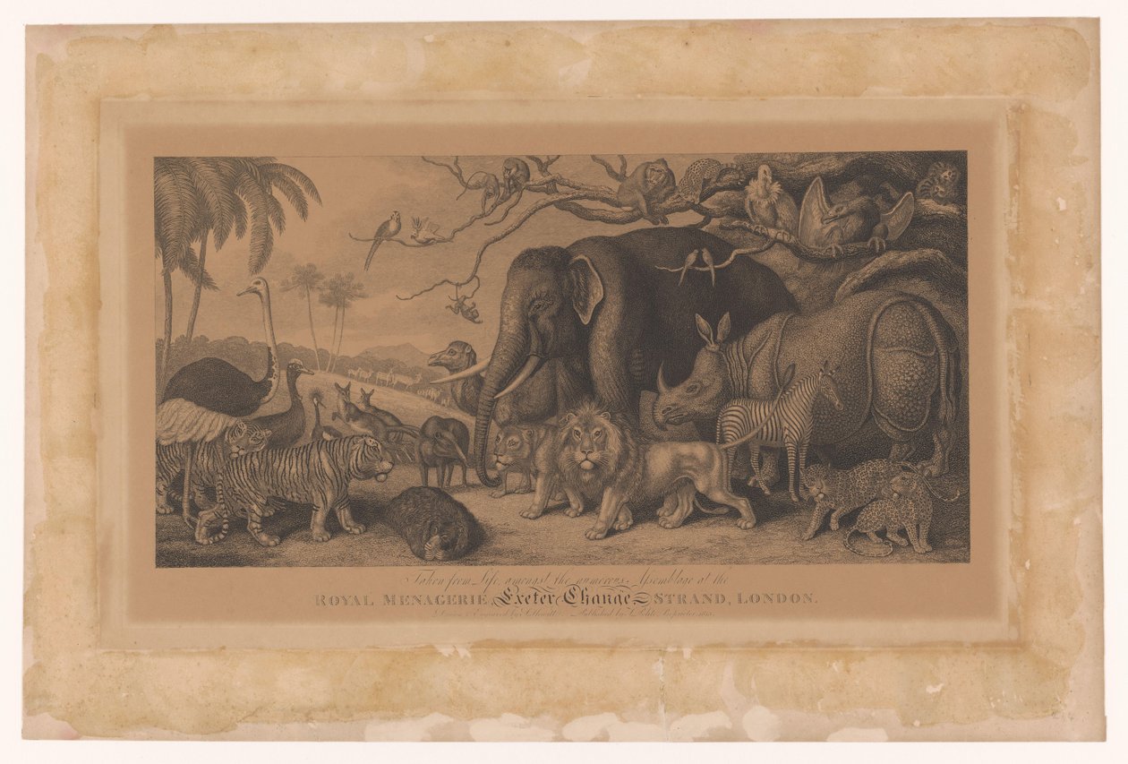 Eksotiske dyr fra Royal Menagerie on the Strand, London Royal Menagerie, Exeter Change, Strand, London (titel på objekt) af Samuel Howitt