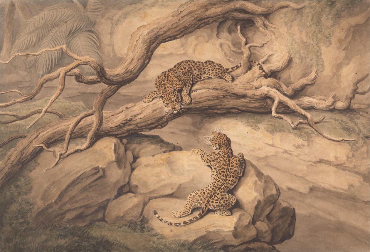 Leoparder leger blandt væltede træer og klipper af Samuel Howitt