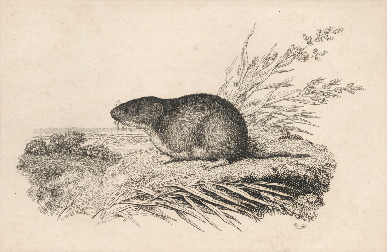 bisamrotte af Samuel Howitt