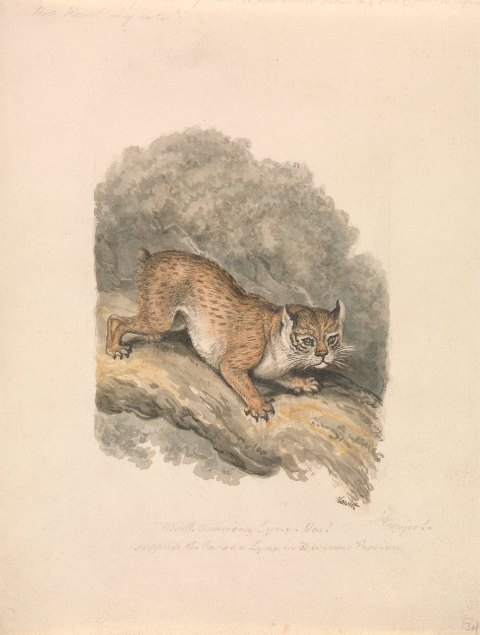 Nordamerikansk Lynx af Samuel Howitt