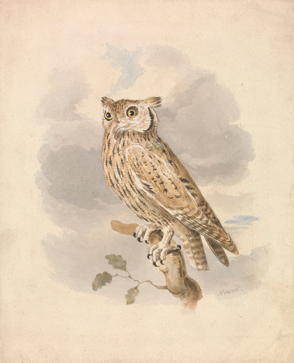 Scops Ugle af Samuel Howitt