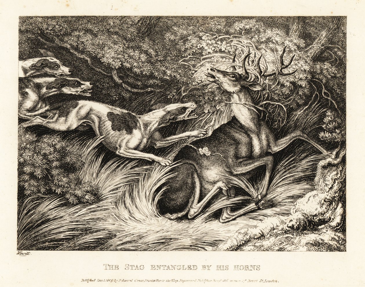 Tre hunde angriber en kronhjort, der er fanget af dens gevir. 1811 (ætsning) af Samuel Howitt