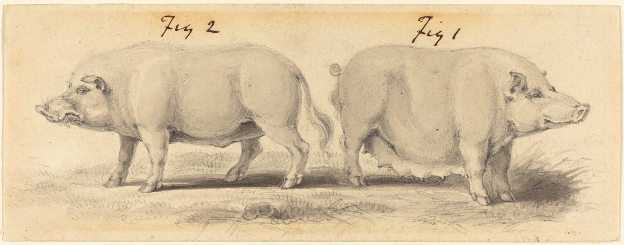 To kinesiske grise af Samuel Howitt