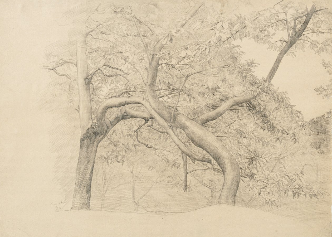 Et buskads af træer i løv, 1884 (grafit på buff bundet papir) af Samuel Isham