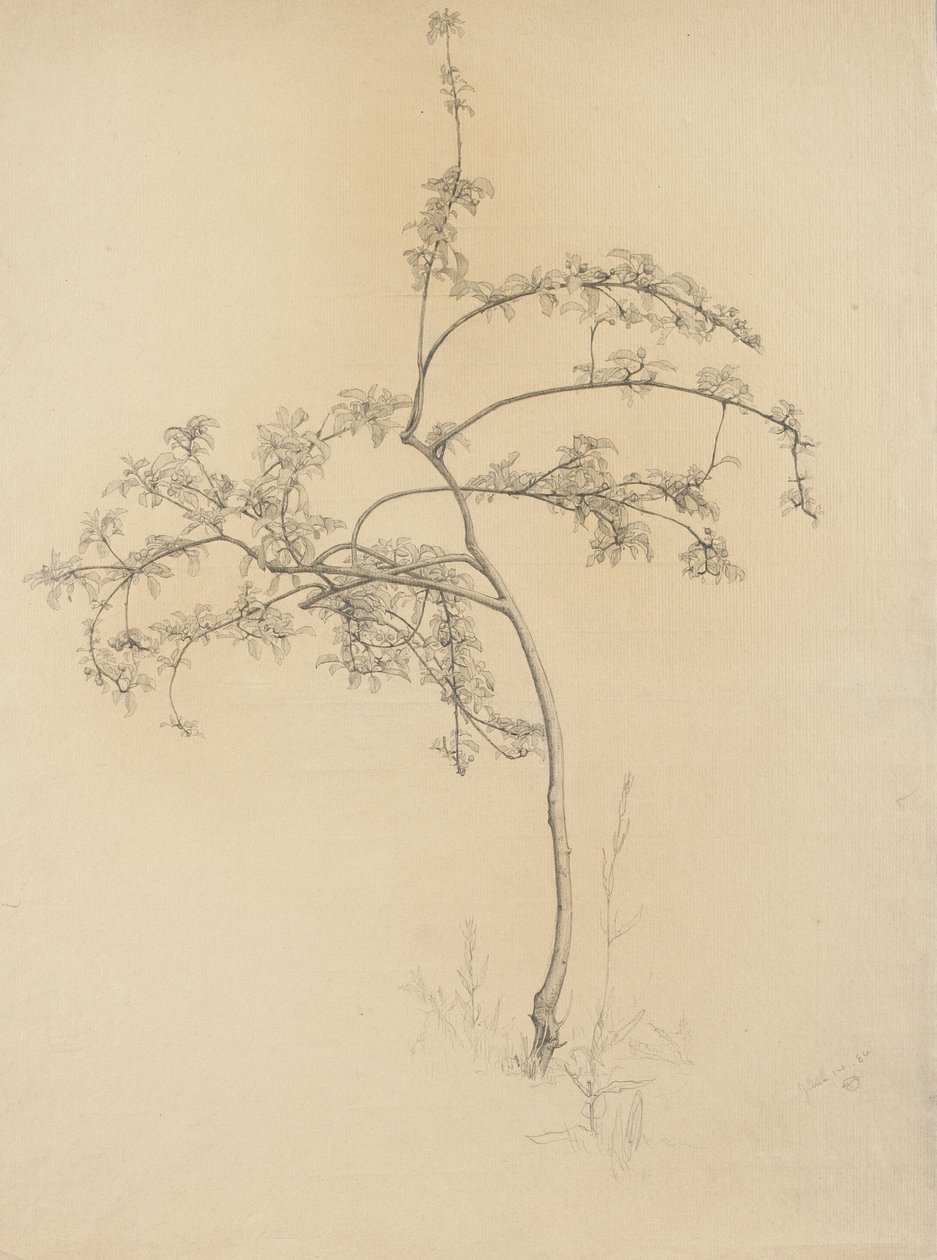 Blomstrende træ, 1884 (grafit på buff bundet papir) af Samuel Isham