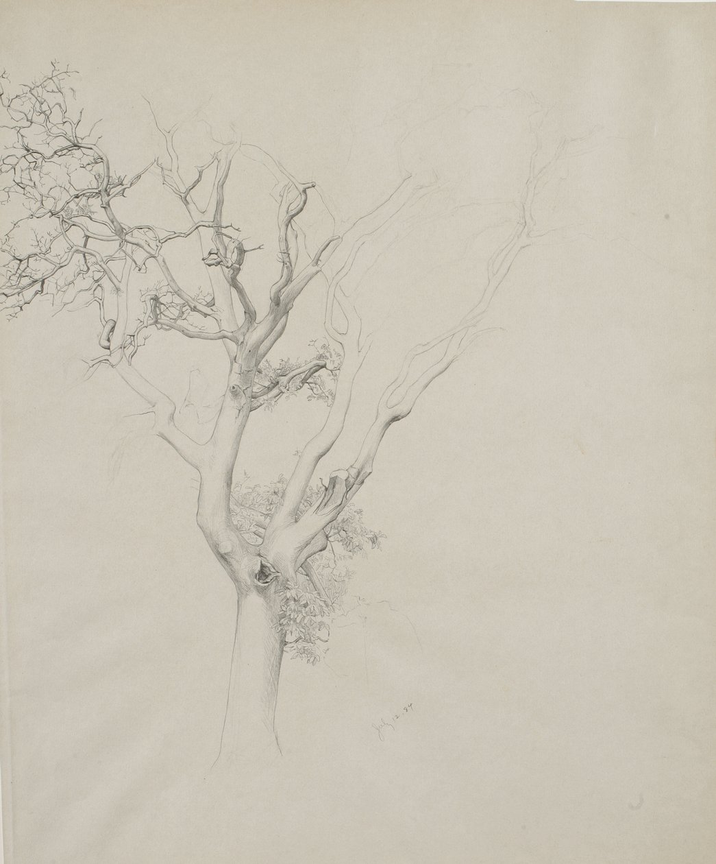 Træstudie, 1884 (grafit på gråt papir) af Samuel Isham