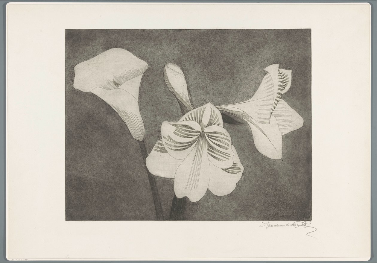 Amaryllis og arum af Samuel Jessurun de Mesquita (signed by artist)