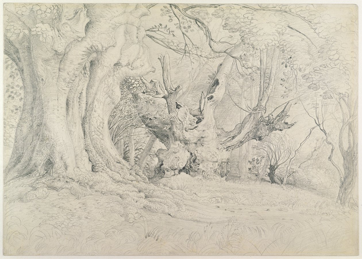 Gamle træer, Lullingstone Park, 1828 (grafit på papir) af Samuel Palmer