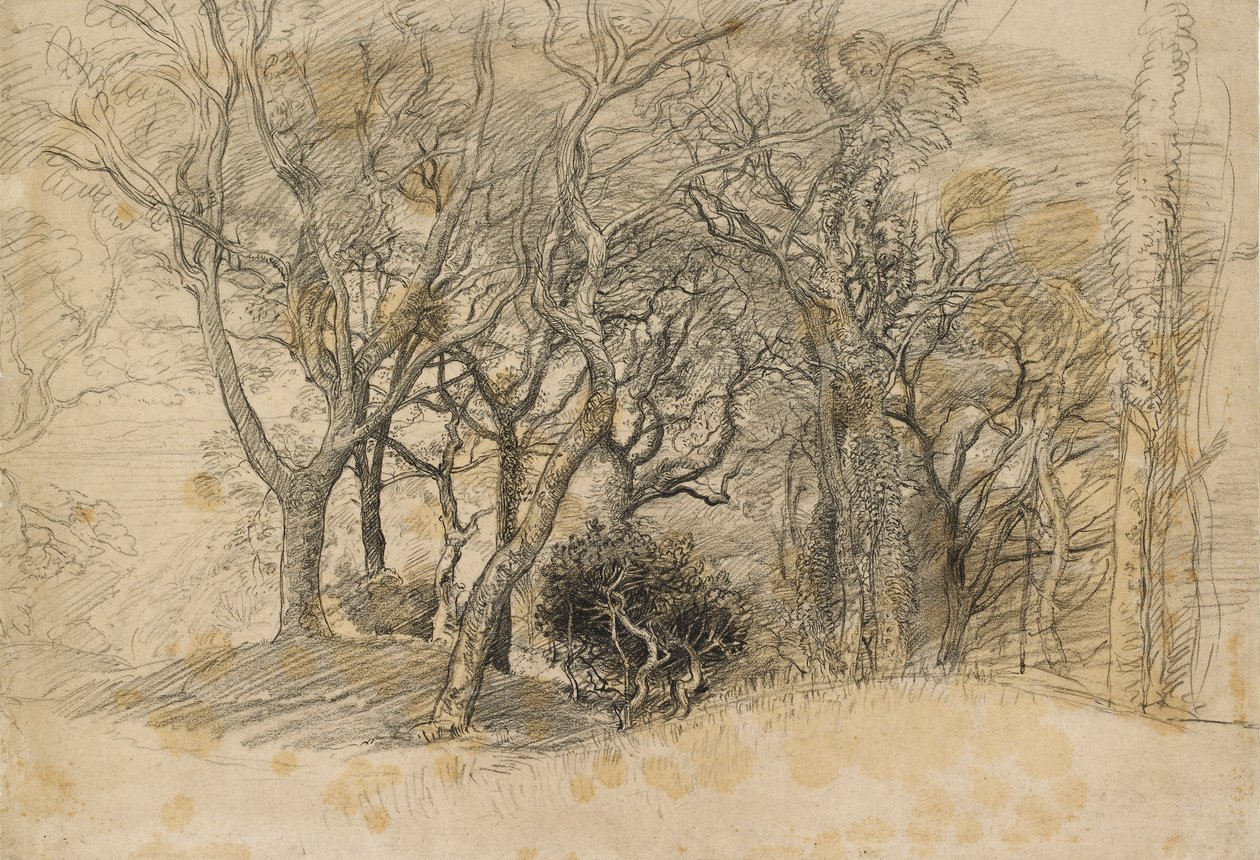 Studie af træer, Clovelly Park, 1834 af Samuel Palmer