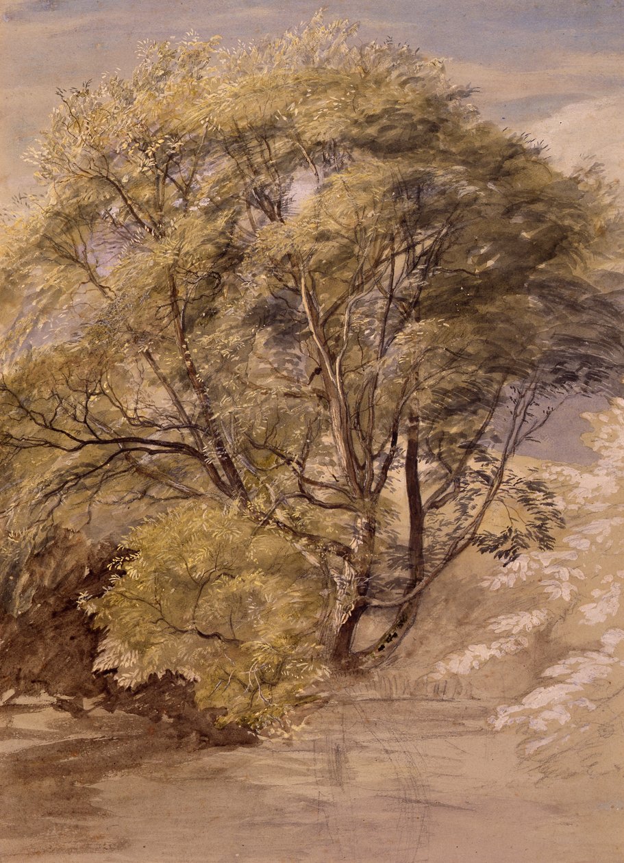 Studie af et piletræ, ca. 1850 (akvarel på papir) af Samuel Palmer
