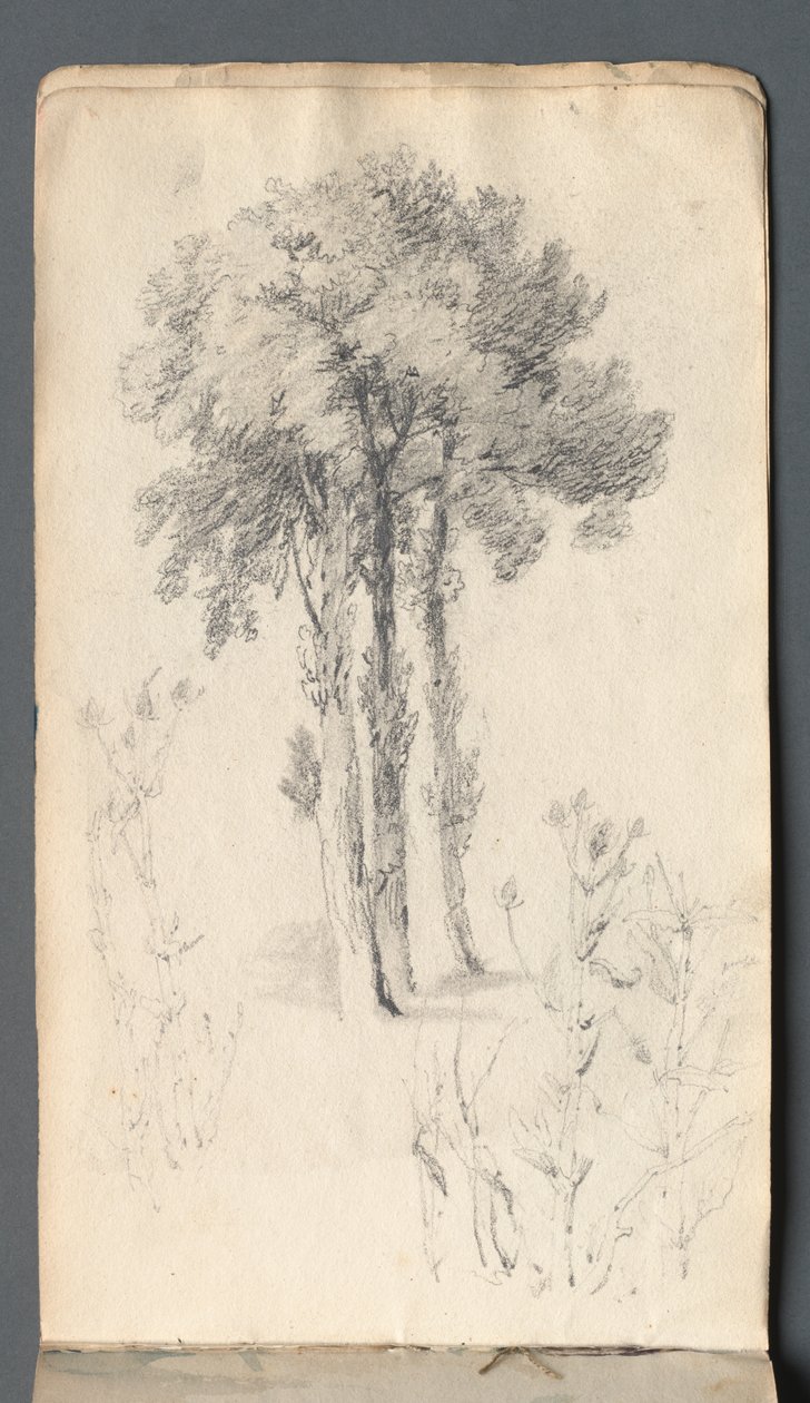 Skitsebog: Træstudie, 1814. af Samuel Prout