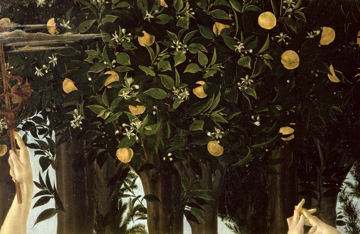 Primavera, detalje af appelsintræet, c.1478 tempera på panel af Sandro Botticelli