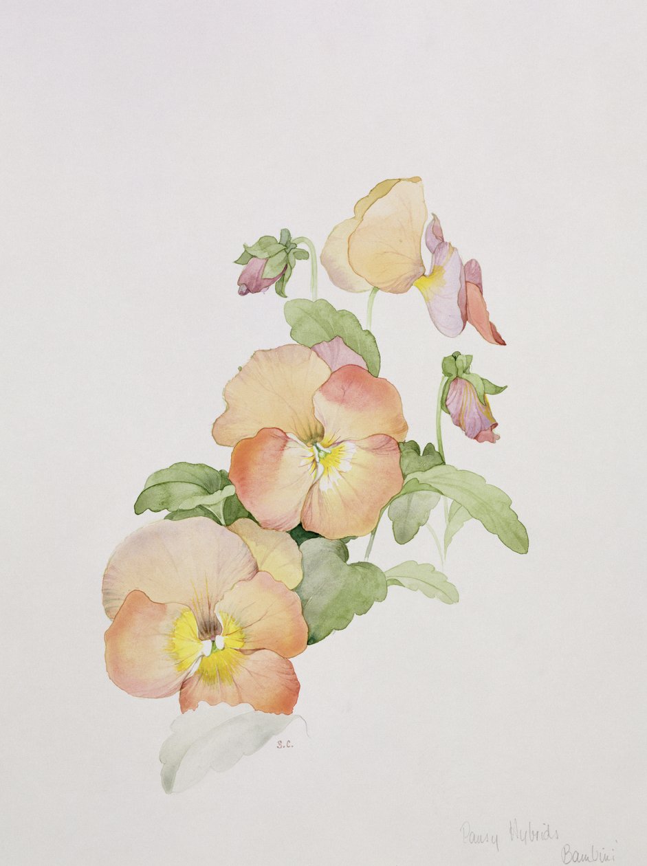 Stedmoderblomst hybrider Bambini af Sarah Creswell