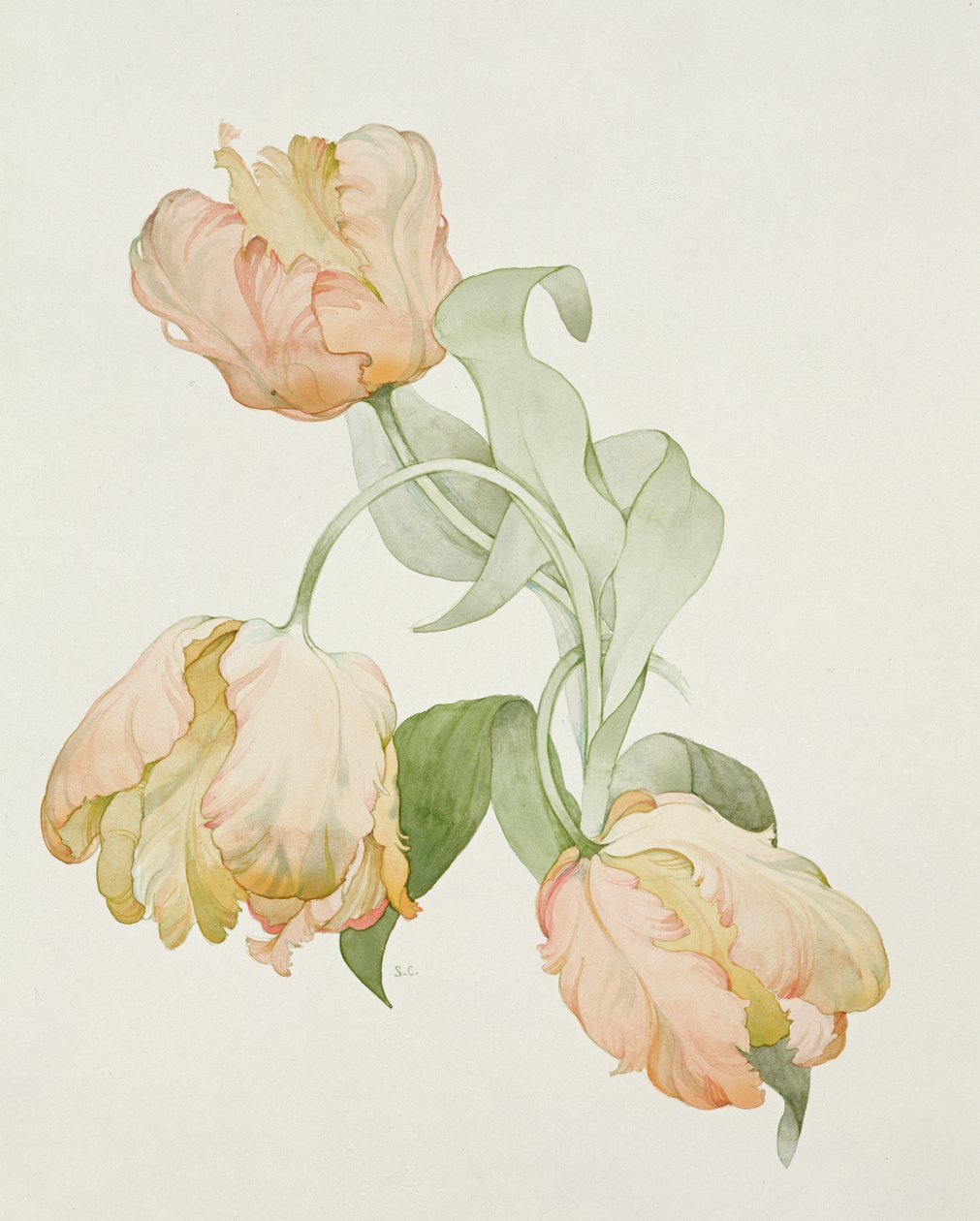 Papegøje tulipaner af Sarah Creswell