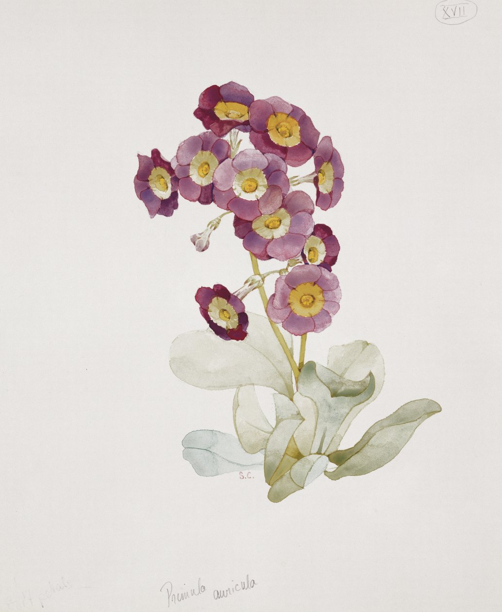 Primula Auricula (Primrose) af Sarah Creswell