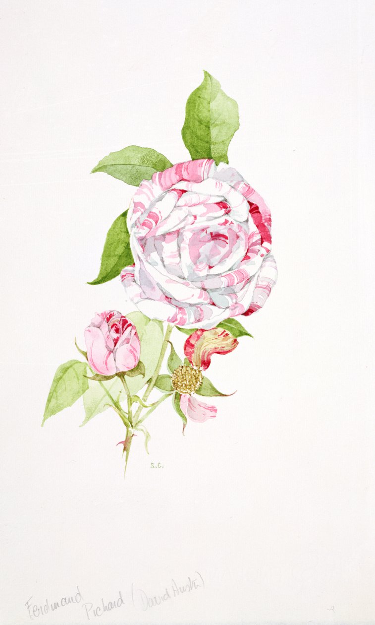 Rosa Ferdinand Pichard af Sarah Creswell