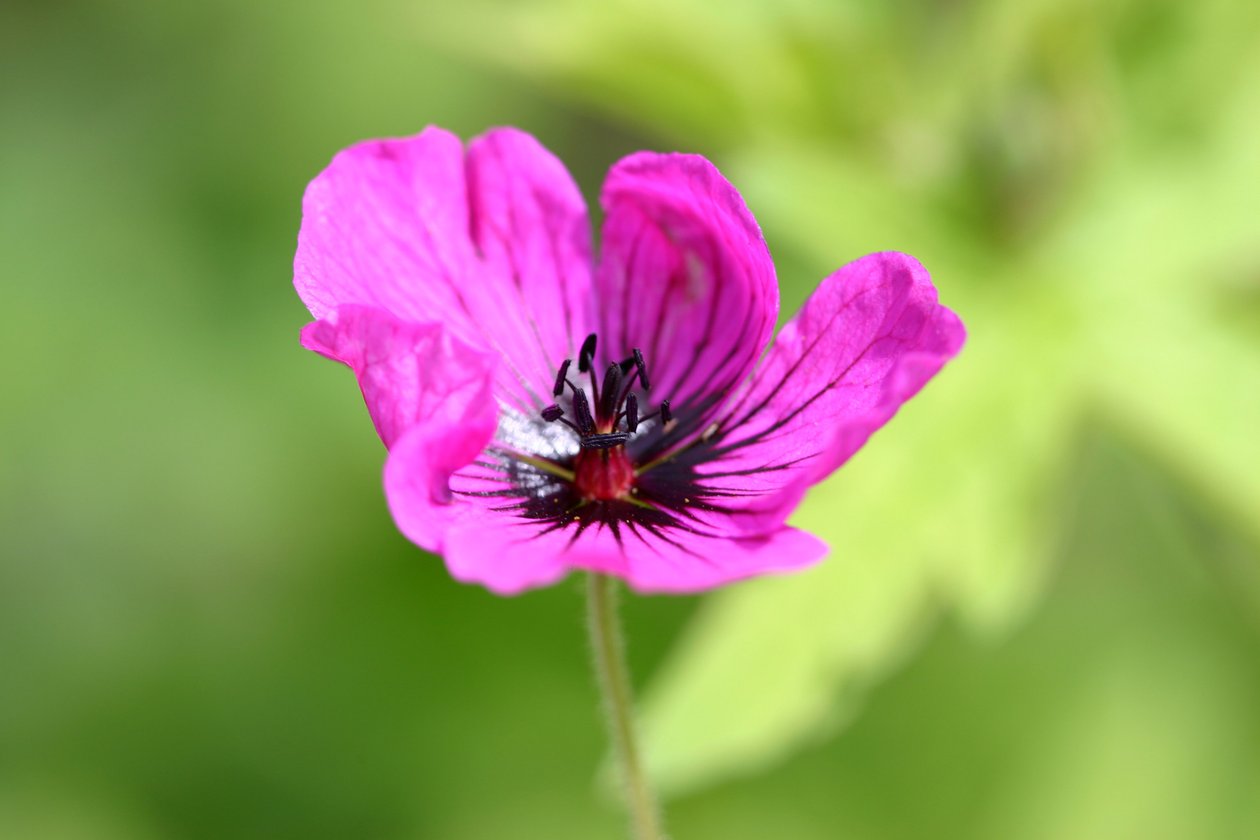 Garsington Anemone, 2009 af Sarah OToole
