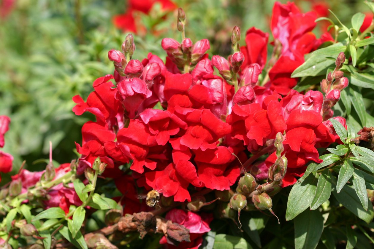 Garsington Antirrhinum, 2009 af Sarah OToole
