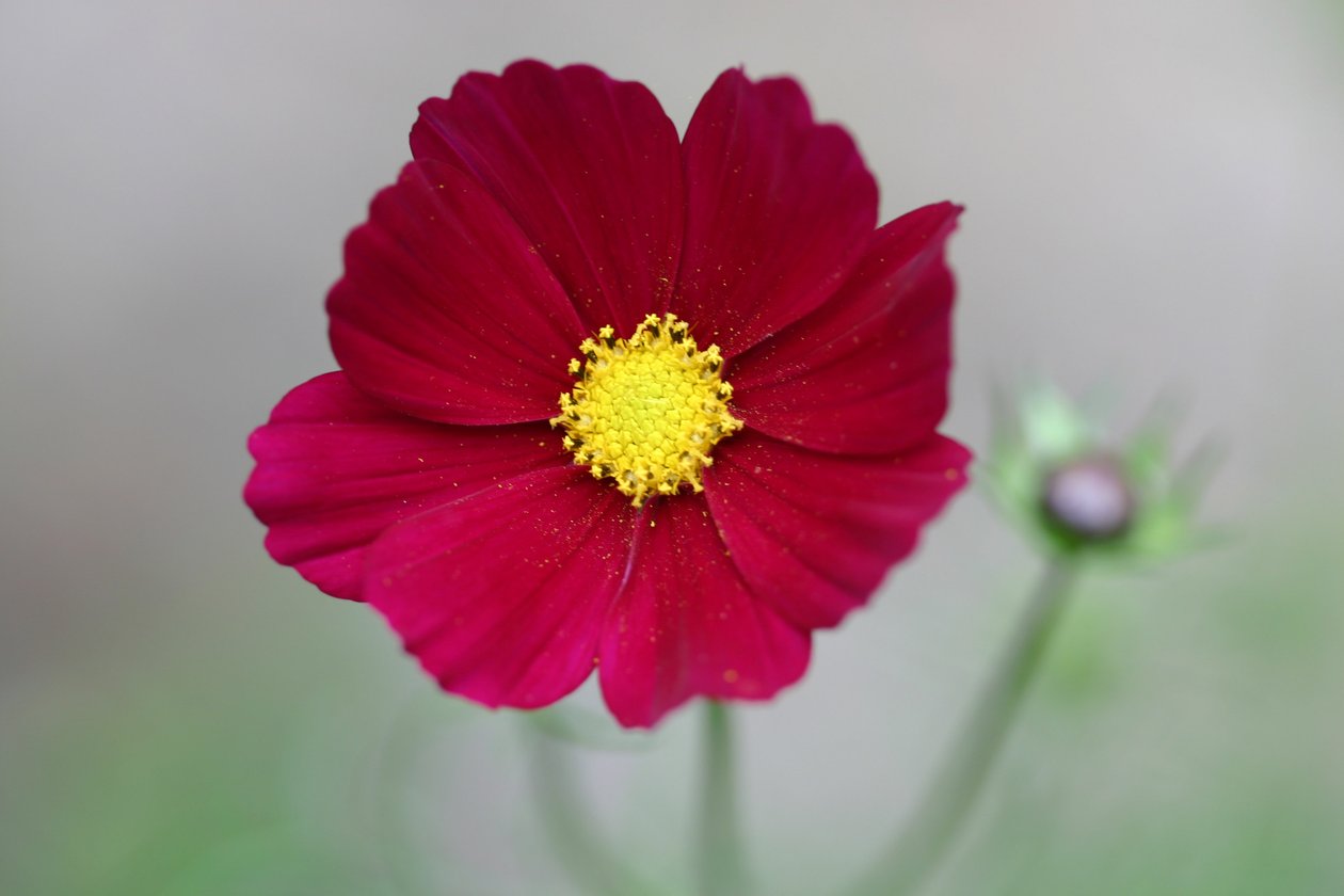 Garsington Dahlia, 2009 af Sarah OToole