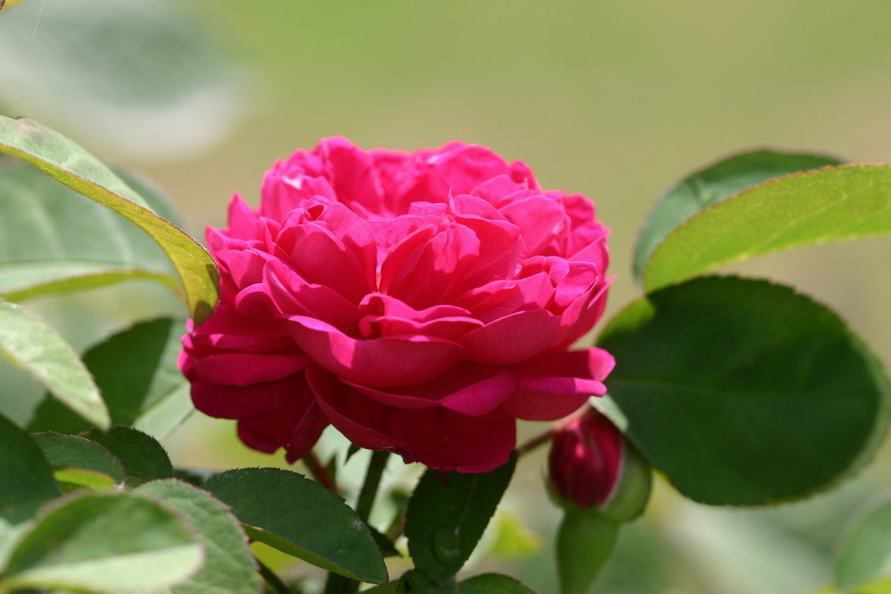 Garsington David Austin Rose, 2009 af Sarah OToole