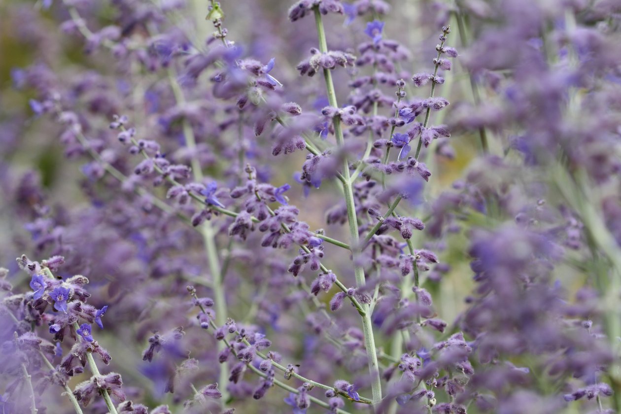 Garsington Lavendula, 2009 af Sarah OToole