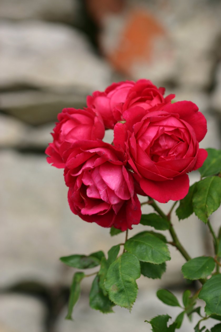 Garsington Rose, 2009 af Sarah OToole