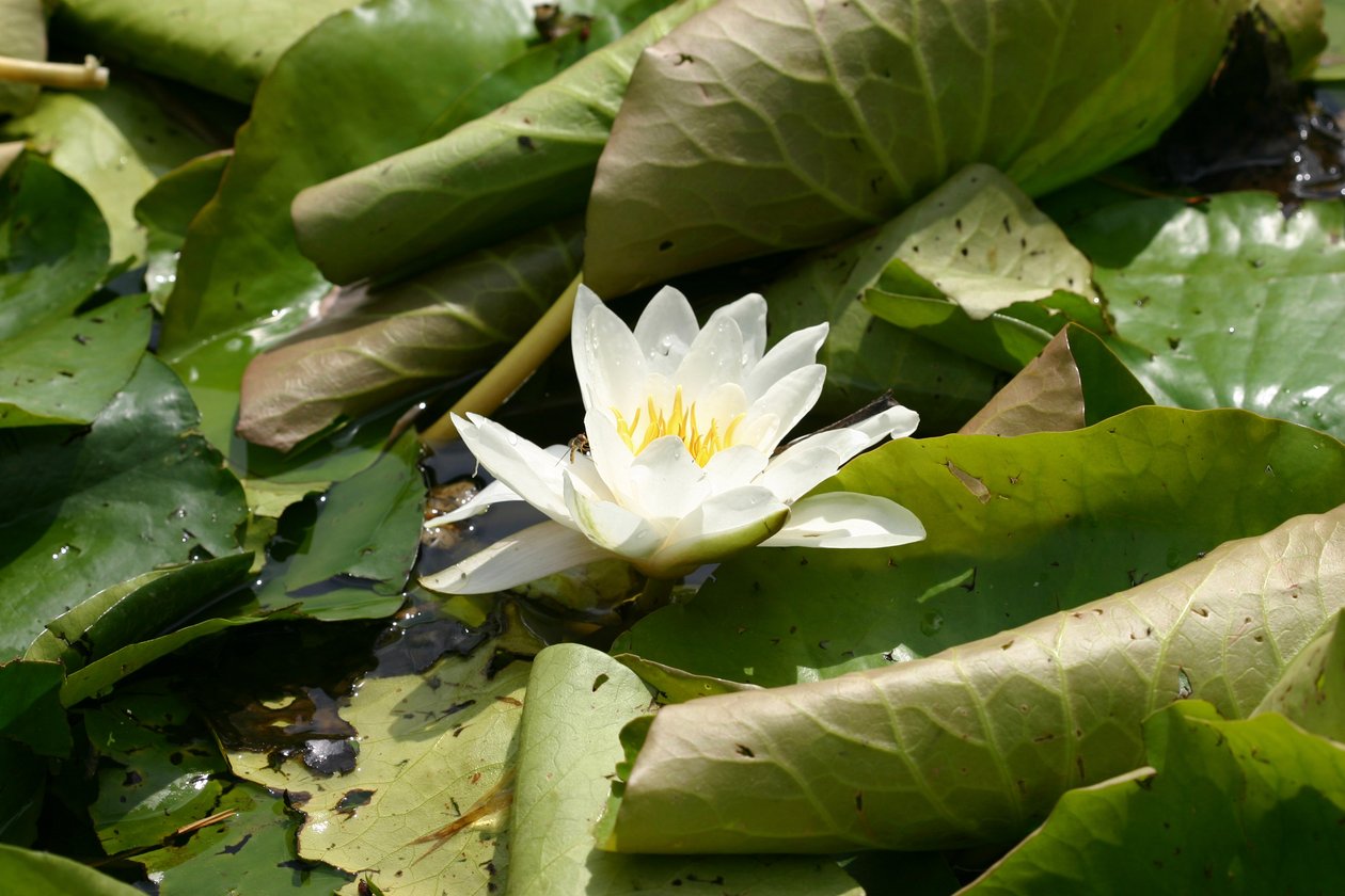 Garsington Waterlily, 2009 af Sarah OToole