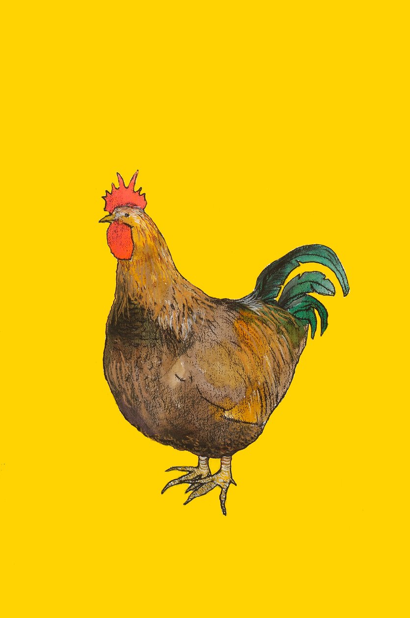 Cock, 2008 (wc og conte crayon på papir) af Sarah Thompson Engels