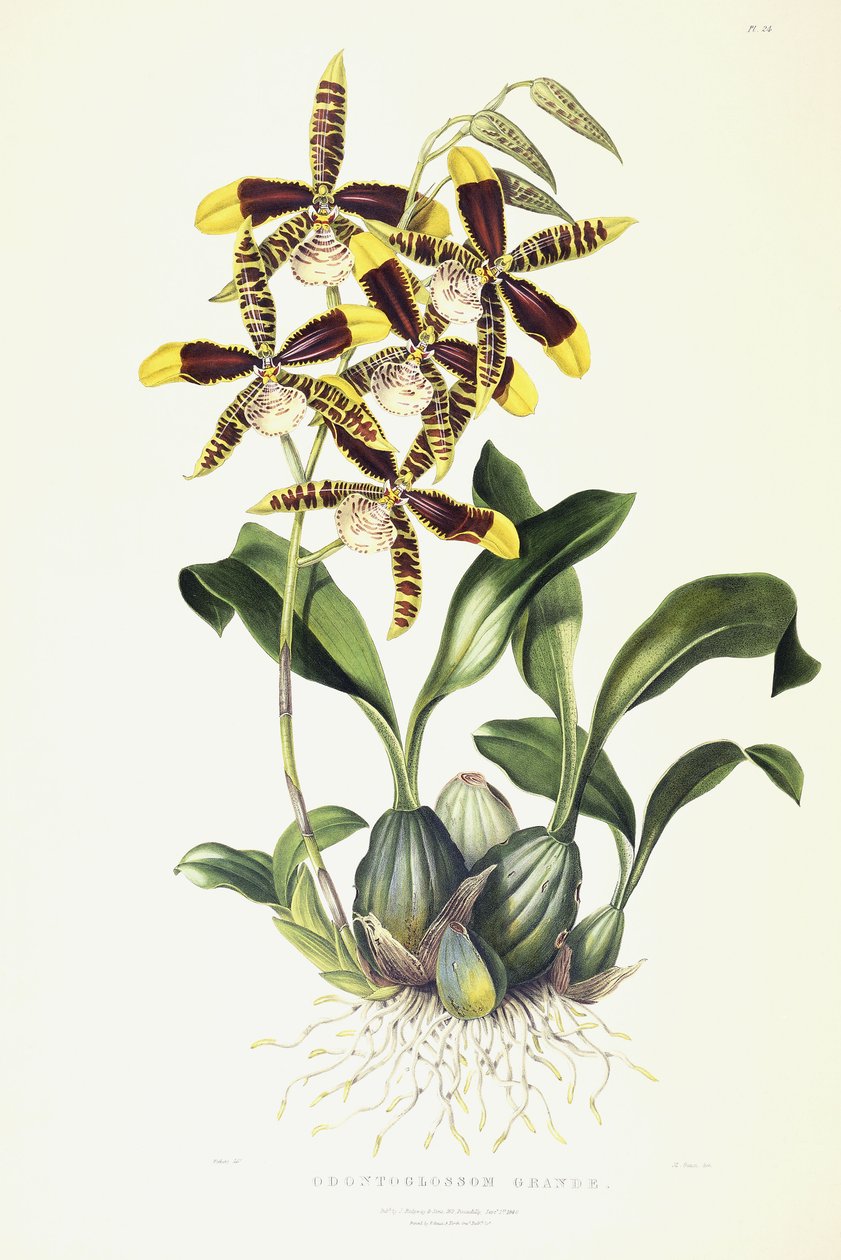 Odontoglossum Grande, c.1837-1843 af Miss Drake