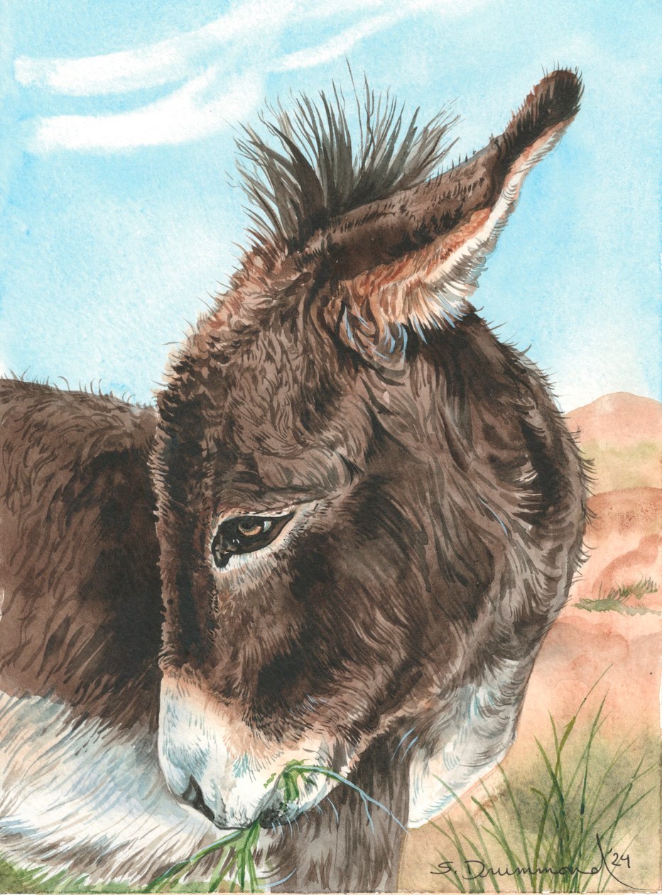 Bashful, 2024 (akvarel på papir) af Sarah Drummond