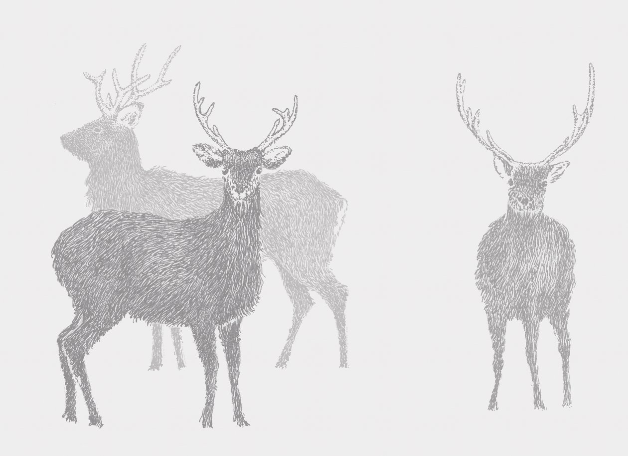 Sika-hjort, 2017 af Sarah Hough