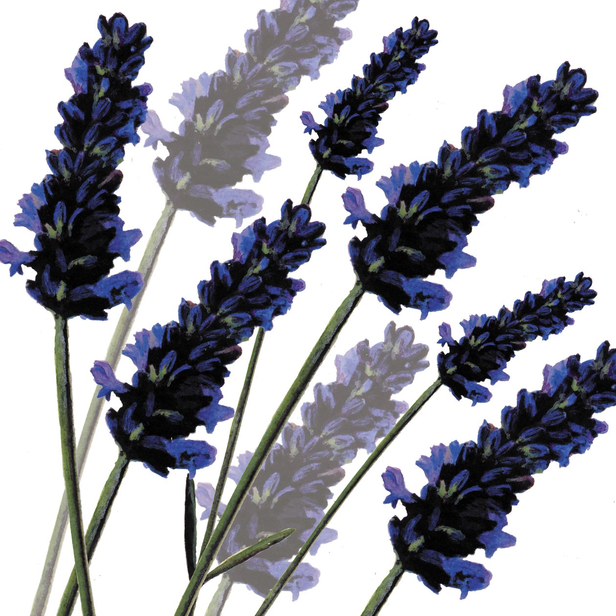 Sweet Lavender, 2004 (digital) af Sarah Hough